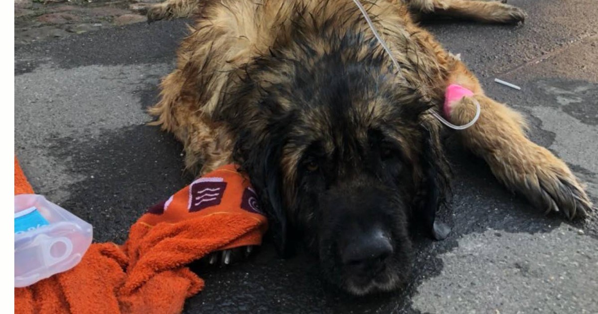 Grausamer Hitzetod! Drei Hunde sterben qualvoll im überhitzten Auto
